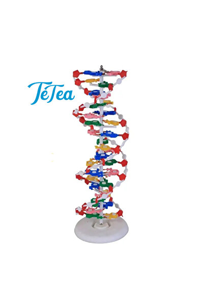 TeTea Kit Educational Tetea, Structura ADN cu dublu helix 60x20 cm