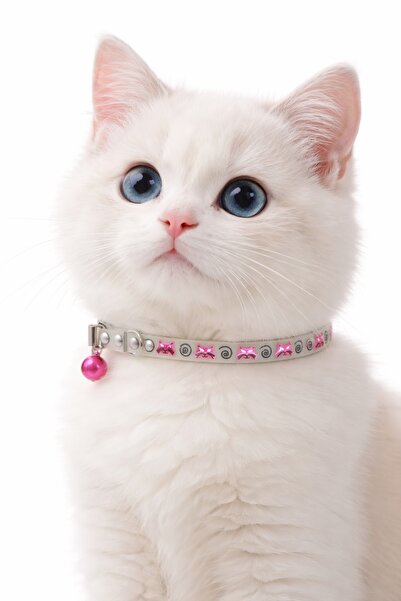 PHENORA Phosphorescent Jingle Cat Collar | Stylish Glow-in-the-Dark Cat Neckl...