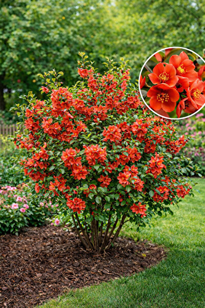 Vasada Japon Ayvası Fidanı Chaenomeles Japonica (Cydonia Japonica) Tüplü 40-6...