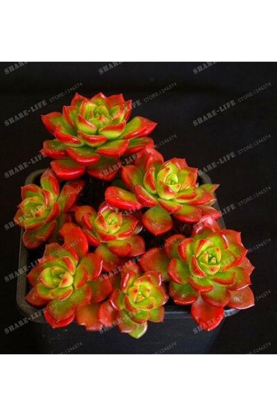 cantropikal Sedeveria Letizia, Echeveria Hybrid Kenarları Kızaran Sukulent