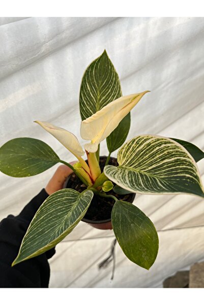 nazlı çiçekçilik Philodendron Birkin İç Mekan Bitkisi