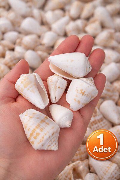 iDekor Strombus (Conch) Deniz Kabuğu Karışık Boy | Doğal Dekoratif Kabuk Seti