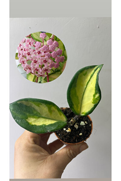 nazlı çiçekçilik Hoya Carnosa Krimson Princess Fide Mum Çiçeği 5,5lik Saksıda