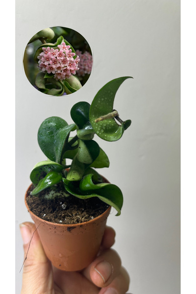 nazlı çiçekçilik Hoya Compacta Kıvırcık Mum Çiçeği Fidesi 5,5lik saksıda