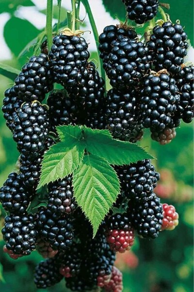 KöyMarket Böğürtlen Fidanı Saksılı 30 - 40 cm