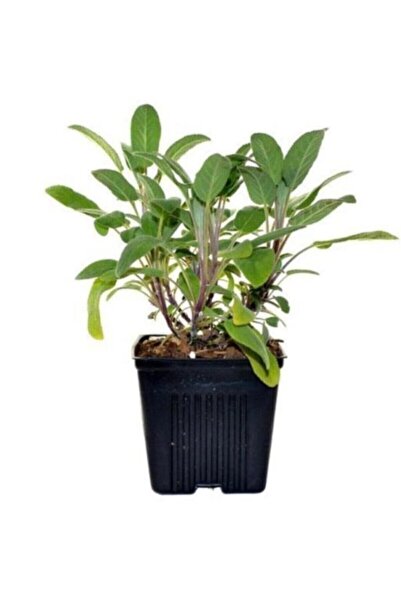 Genel Markalar Anadolu Adaçayı Fidanı 10-20 cm