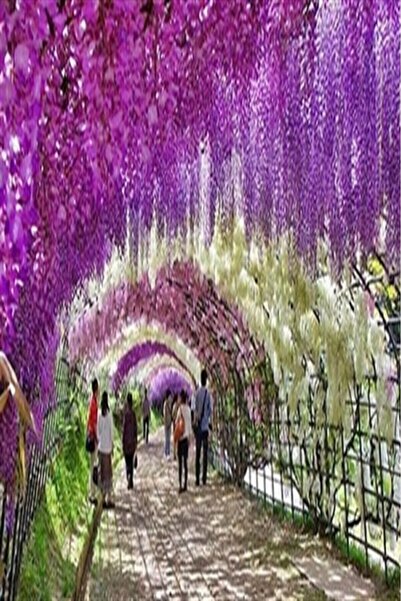 Genel Markalar Kokulu Çin Mor Salkım Fidanı 20-40 Cm