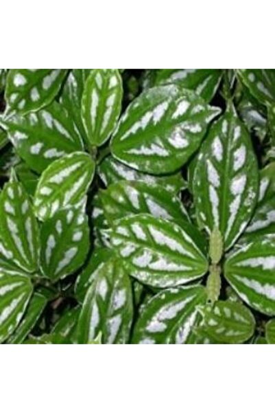 ADA ÇİÇEK EVİ Gümüs Karyağdı Begonya Alüminyum Çiçeği 10-20 Cm