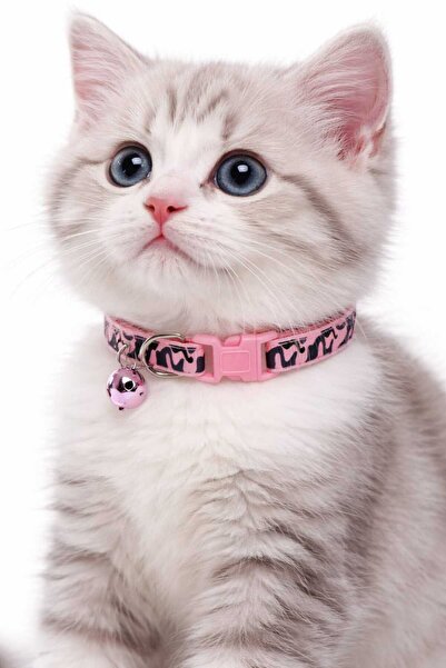 Burdabuldu Kedi Köpek Boyun Tasması Pmb