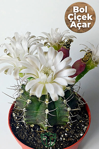 Toptan Kaktüs Bol Çiçek Açan Beyaz Çiçekli Gymnocalycium Kaktüs 8.5 cm Saksıda