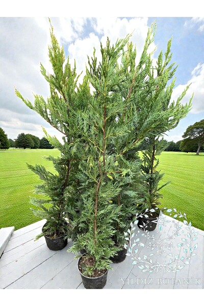 YILDIZ BOTANİK 10 Adet Leylandi Çam Ağacı Fidanı Çit Bitkisi Cupressus Leylan...