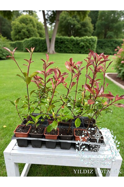 YILDIZ BOTANİK 10 Adet Alev Ağacı Fidanı Çit Bitkisi Photinia Red Robin 35-40 CM
