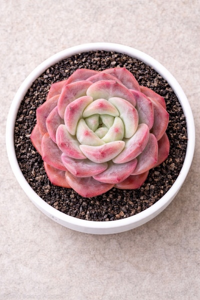 Mialys Premium Seri | Sukulent Echeveria Ice Soul SP. – Beyaz Saksılı Koleksi...