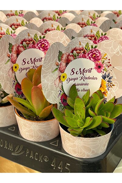FİDAN PAZARI 8 Mart Kadınlar Günü Sukulent Hediyelik Mix (20 Adet)