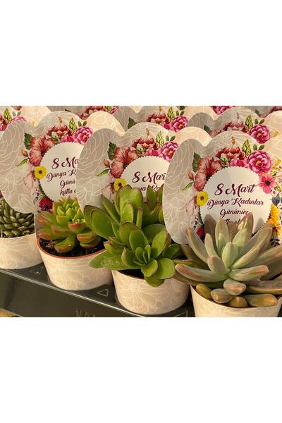 FİDAN PAZARI 8 Mart Kadınlar Günü Sukulent Hediyelik Mix (20 Adet)