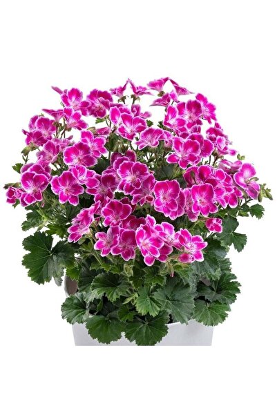TohumBul Pac Angeleyes Pink Sardunya Canan Fidesi (1 Fide)
