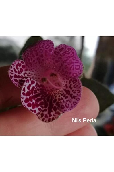 TohumBul Koleksiyonluk Ni's Perla Kohleria Japon Küpelisi Çiçeği Fidesi (Mini...