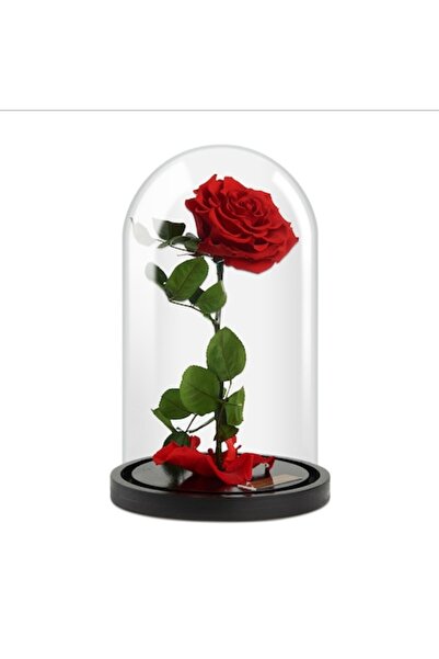 OEM XXL Forever Rose Beauty & The Beast ~ Red