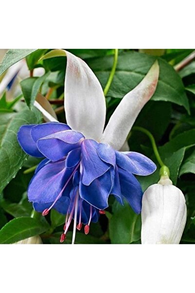 TohumBul Koleksiyonluk Sınırlı Stok Katmerli Blue Angel Küpe Çiçeği Fidesi (1...