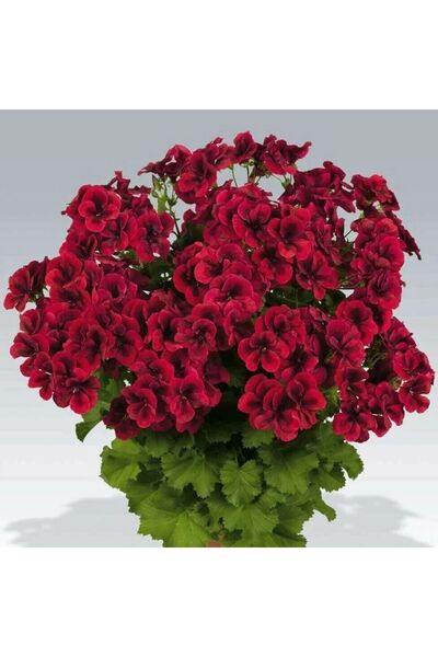 TohumBul Clarion Dark Red Koyu Kırmızı Çiçekli Sardunya Canan Çiçeği Fidesi (...