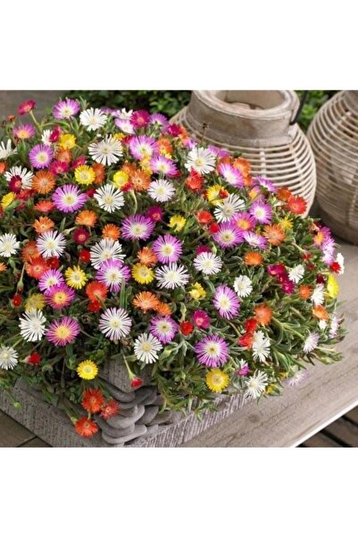 TohumBul Pastel Renkler Yayılıcı Sarkıcı Delasporma Mixed Buz Çiçeği Fidesi (...