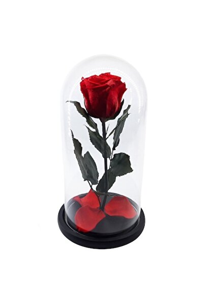 OEM Cryogenated Rose, Red, Dome 25 cm