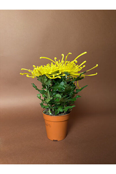 KUK PEYZAJ Örümcek Krizantem (Spider Chrysanthemum) – 20 cm – Sarı Çiçekli Form
