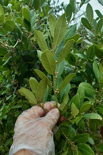 Defne Yaprağı 250 gr Kuru Yeni Hasat