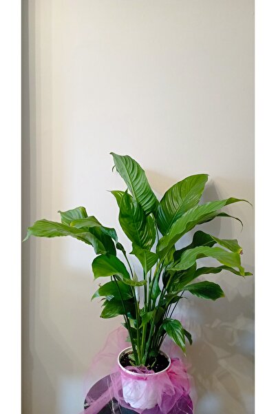 avşar çiçekçilik Barış Çiçeği ( Spathiphyllum) 80 Cm