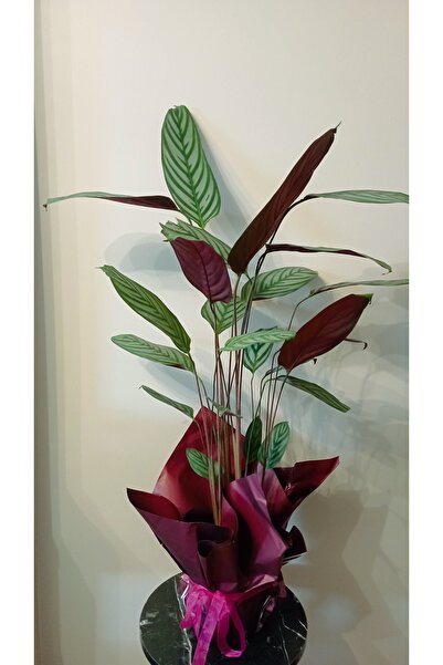 avşar çiçekçilik Calathea Dua Çiçeği 100 Cm