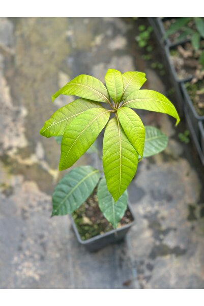 Tropik Dükkanım Mango Fidanı Tüplü-Aşılı