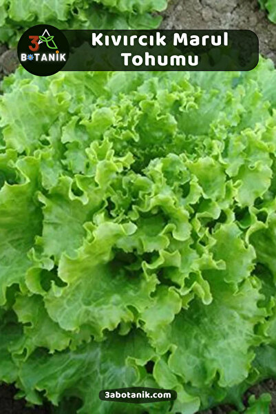 3A BOTANİK Kıvırcık Marul Tohumu, Yerli Doğal Sürdürülebilir Tohum, 7.500 Ade...