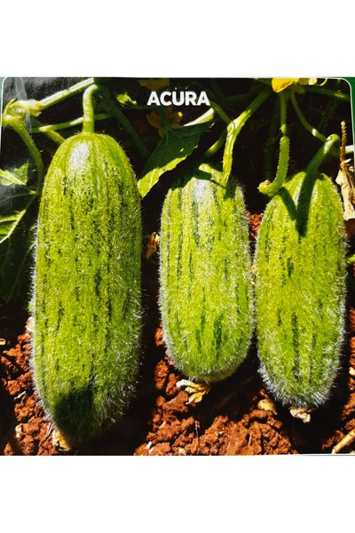 Ziraat Evim Yeşil Badem Çin Acur Tohumu 25 Adet Tohum Çin Acuru Tohumu
