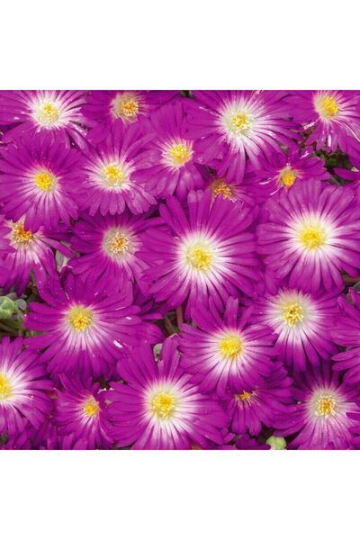 EvveBahce Yayılıcı Sarkıcı Delasporma Purple Buz Çiçeği Fidesi (2 Adet)