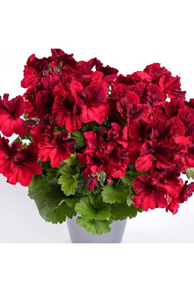 EvveBahce Aristo Deep Red Sardunya Canan Çiçeği Fidesi (1 adet)