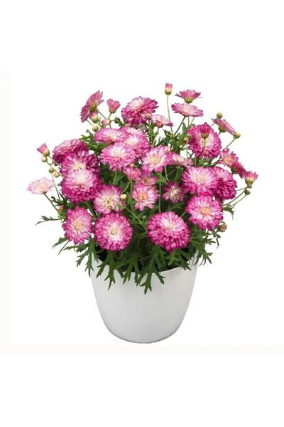 TohumBul Özel Tür Aramis Double Strawberry Cream Katmerli Çeşme Papatyası Çiç...