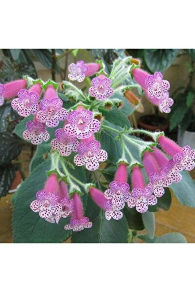 EvveBahce Koleksiyonluk Thads Uncle Ron Kohleria Japon Küpelisi Çiçeği Fidesi...