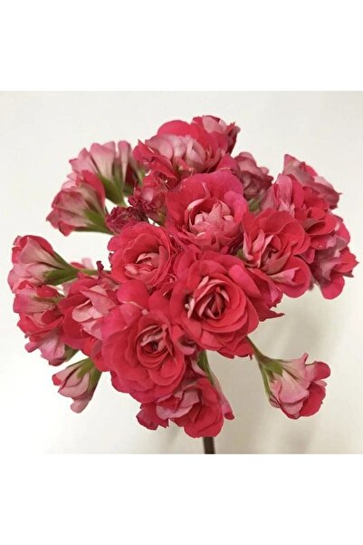 EvveBahce Koleksiyonluk Pink Rambler Katlı Çiçekli Olan Gül Sardunya Çiçeği F...