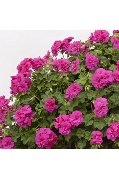 TohumBul Grandeur Sarkıcı İvy Violet Sakız Sardunya Fidesi (1 adet)