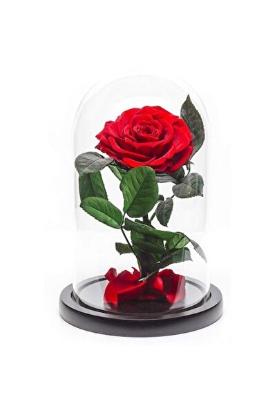 OEM Trandafir roșu mare conservat în cupolă de sticlă