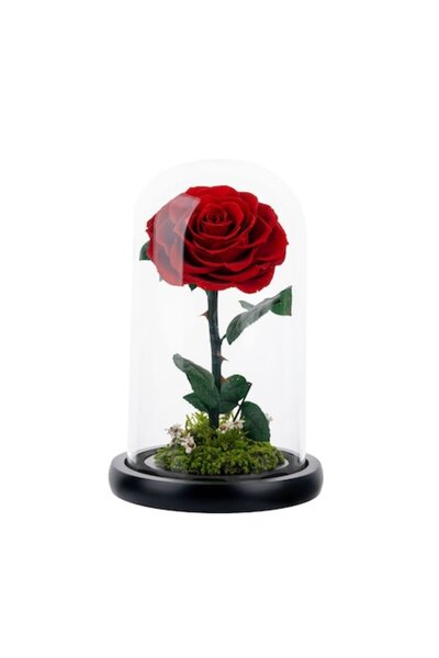 OEM Cryogenated Rose in Glass Dome 23cm