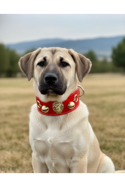 Sürmeli Tasma Hakiki Manda Derisi Yavru Kangal Tasması Kırmızı Çift Zilli Aya...