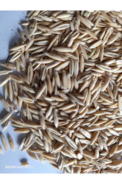 NESLİGEN YULAF TOHUMU 25 KG