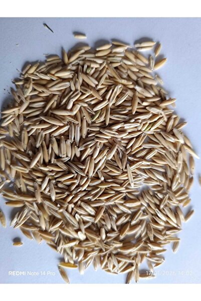 NESLİGEN YULAF TOHUMU 1 KG