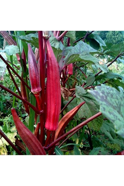 Sümer Tohum 10 Adet Yerli Doğal Kınalı Bamya Tohumu