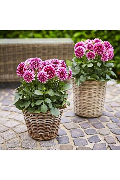 AnamurNaturel İri Çiçekli Lubega Burgundy White Dahlia Çiçeği Fidesi (1 Adet)