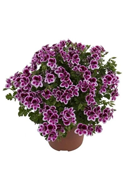 AnamurNaturel Melek Gözü Sarkıcı PAC Angeleyes Burgundy Sardunya Canan Çiçeği...