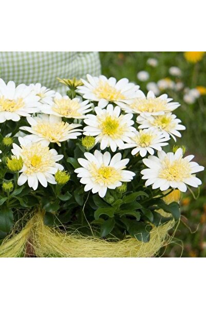 AnamurNaturel Katmerli Double Clear White Bodrum Papatyası Çiçeği Fidesi (1 A...