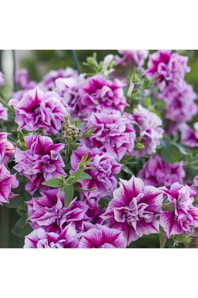 AnamurNaturel Tumbelina Helena Kokulu Katmerli Sarkıcı Petunya Çiçeği Fidesi ...