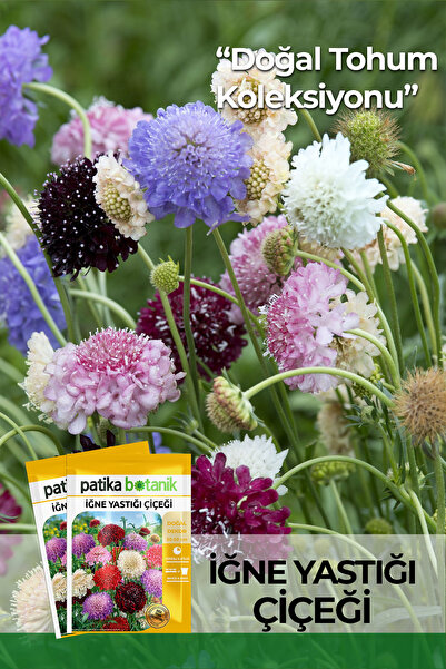 Patika Botanik 30 Adet İğne Yastığı Çiçeği Tohumu (Scabiosa Atropurpurea)
